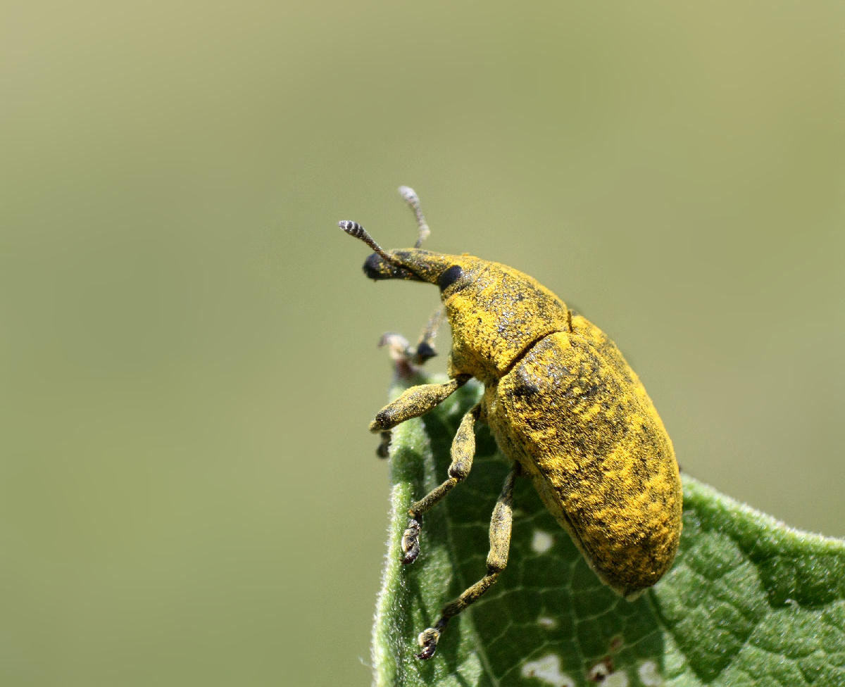 Larinus scolymi